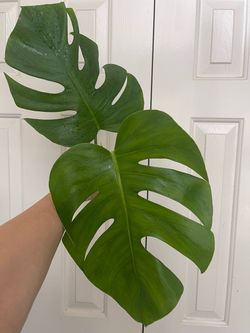 Monstera Deliciosa plant CUTTING