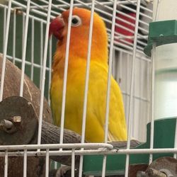 Bird Cage 