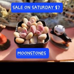 SUCCULENT SALE  NEW ARRIVALS WHILE THEY LAST..SALE ON SATURDAY 1PM TO 5PM