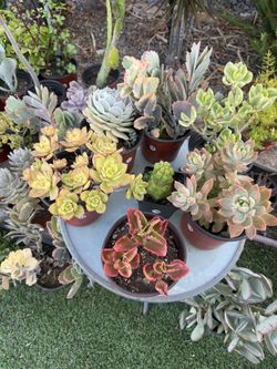 Succulents Plants