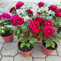 Beautiful Roses 5$ Each