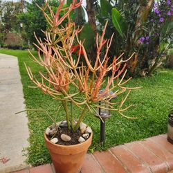 Fire Stick Tree 