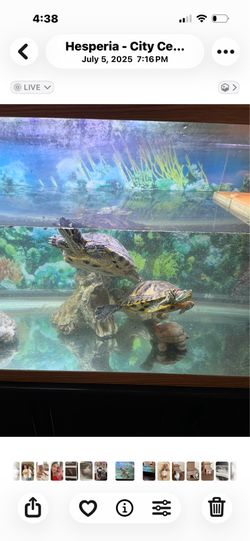 Water turtles