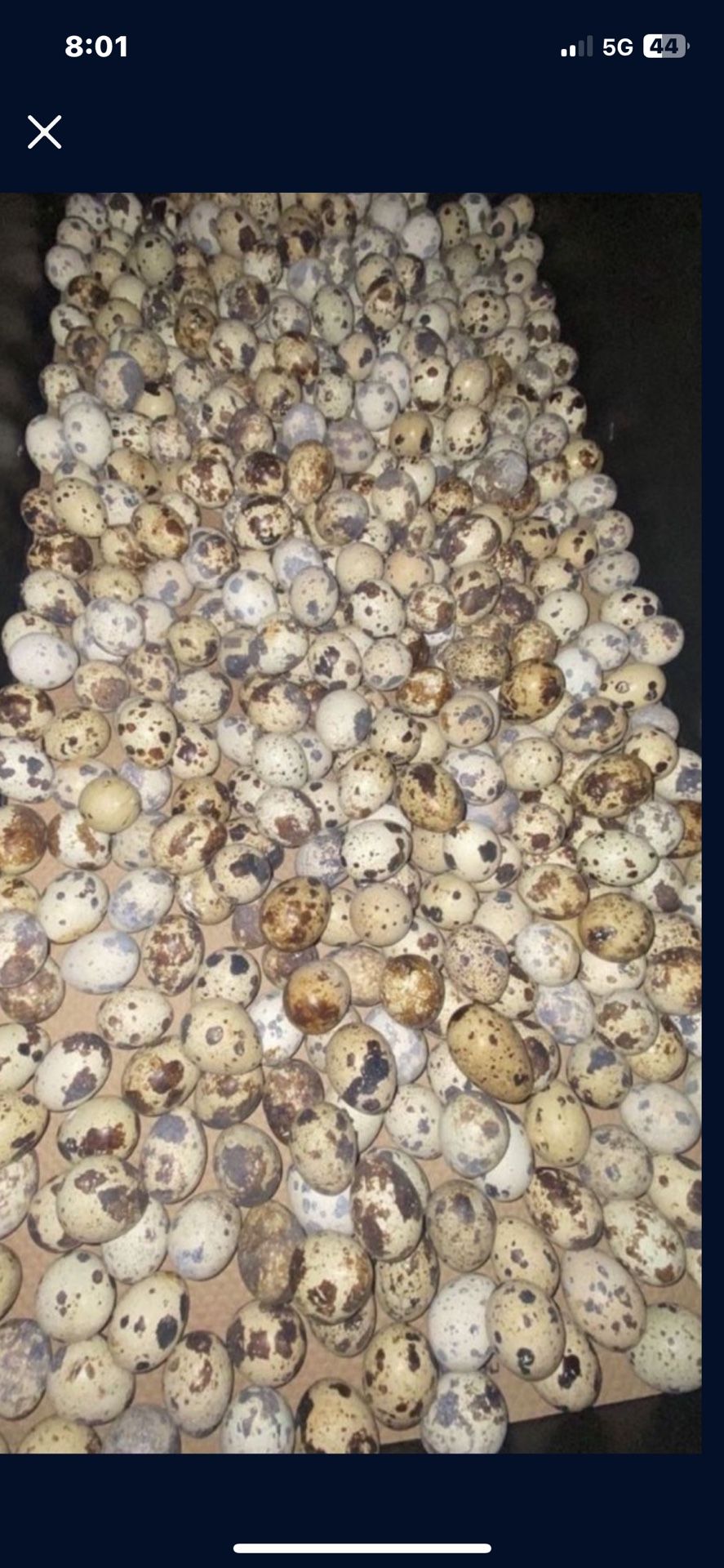 Quail And Quails Eggs