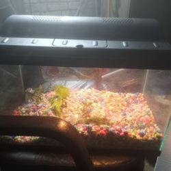 Fish Tank