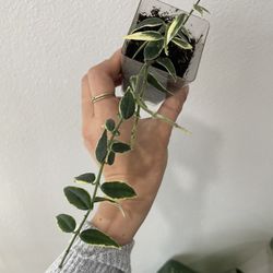 Hoya Bella Variegated Plant 