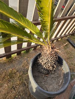 Sago Palm.