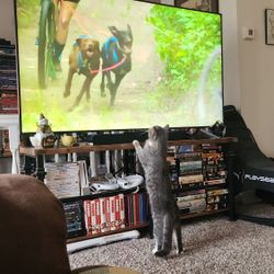 Samsung Q60T 65IN QLED with S60 Soundbar