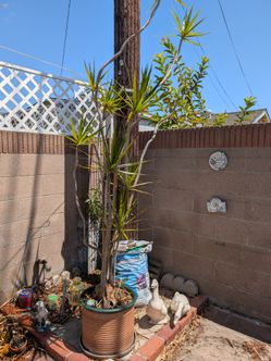 Tall potted dracena plant