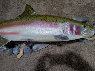 Rainbow Trout Replica 37 Inches 