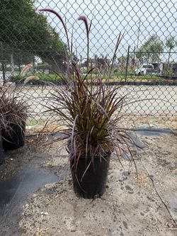 Purple Fountain Grass – 5 Gallon Pots – Beautiful & Hardy Ornamental Grass