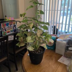 Syngonium Milk Confetti