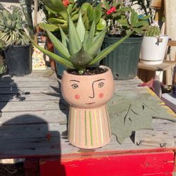 Maceta Con Planta De Sábila