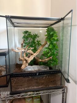 24-18-24 terrarium frog setup