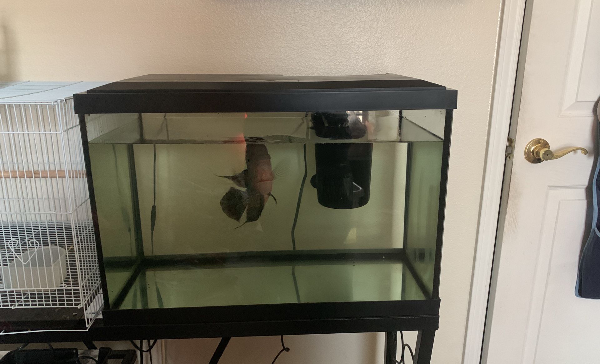 Fish Tank