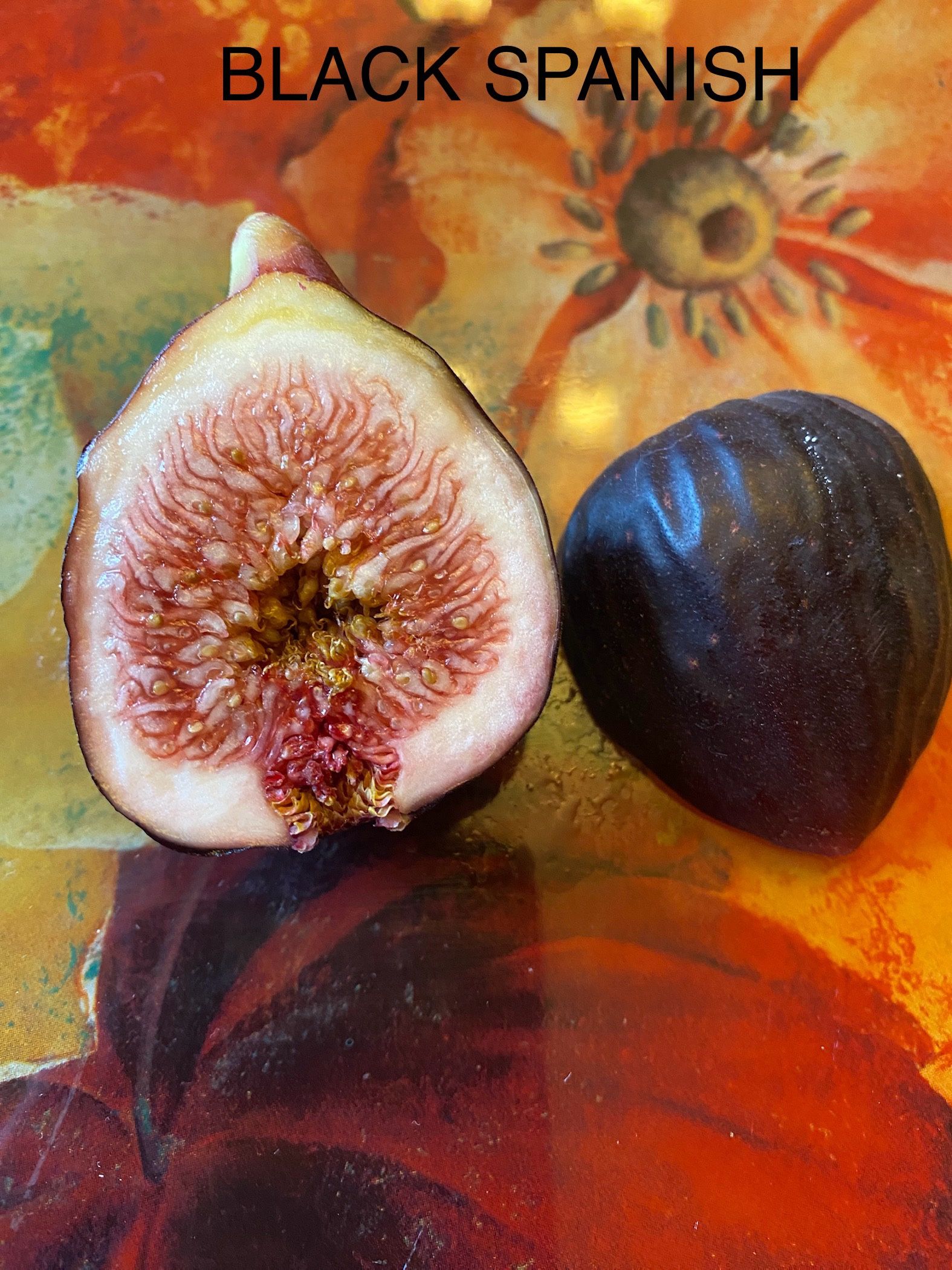 FIG BLACK SPANISH