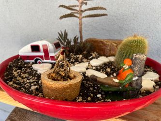 Cactus/Succulent - Camping Garden  ( FATHERS DAY GIFT IDEA )