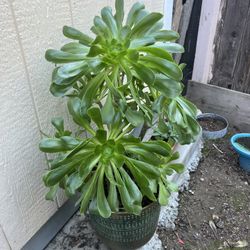 Large Healthy Succulent 