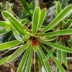 Varigated Bromeliad  20" across tropical statement plant super easy care