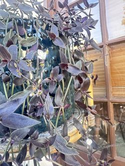 Tradescantia Jose Puig- 10 Healthy Cuttings