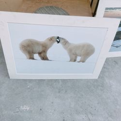 Polar Bear Photography
