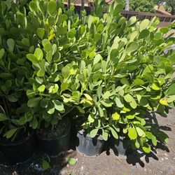 huge clusias only $20 big sale this week only  Instant privacy Hedge for fence full green 