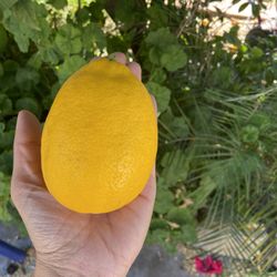 Organic Lemon