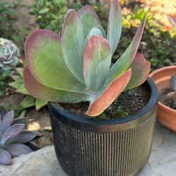 Beautiful Plant 