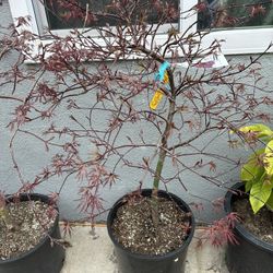 Japanese Maple