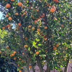 Free Lemons Limes Mandarines