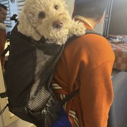 Dog Backpack Medium To Small Dogs 