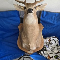 Mounted Deer 