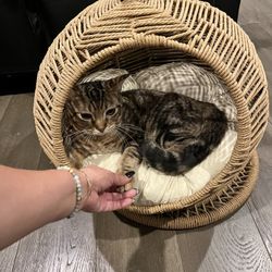 Cat Bed/Swing Chair 