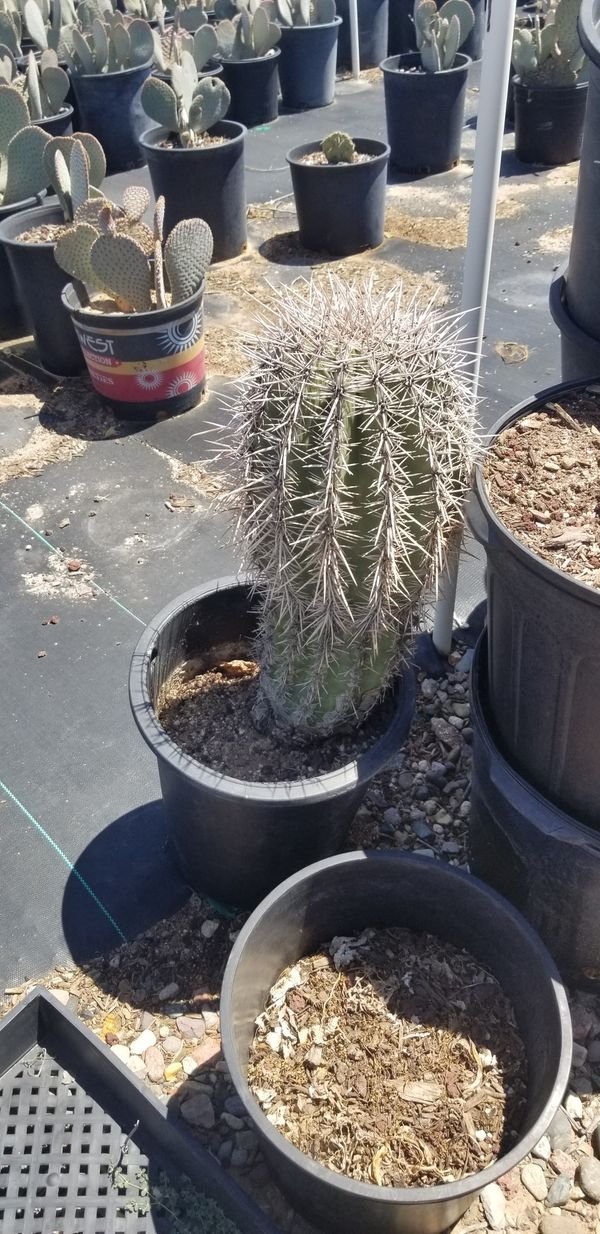 Saguaro cactus for Sale in Surprise, AZ - OfferUp
