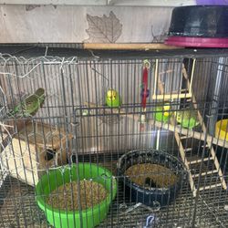 Vendo Pajaritos Del Amor