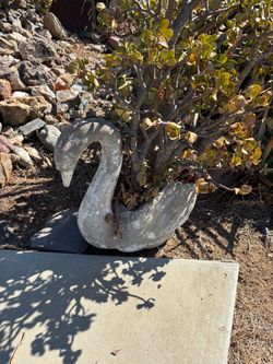Concrete Swan Garden Planter with jade plant