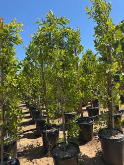 Indian Laurel Columns, Ficus nitida ‘Columns’ , Ficus tree, shade or Hollywood Hedge and privacy 15gal Size