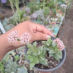 Flowering Succulent Plant