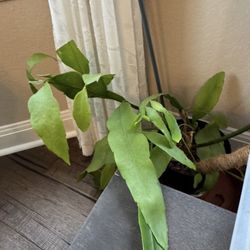 Epiphyllum oxypetalum - Queen Of night, Blooms White 