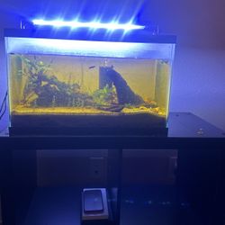 10g Aquarium 