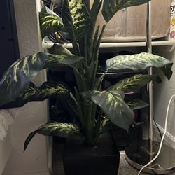 artificial broadleaf fern