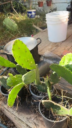 Nopales comestibles