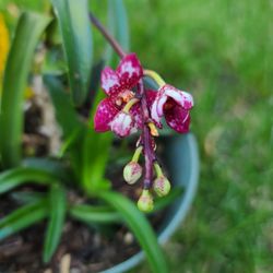 Sarcochilus Orchid Plant 