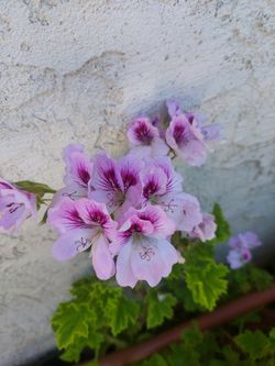 Purple Geraniums