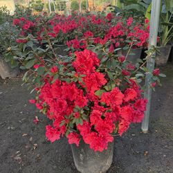 Azalea shrub