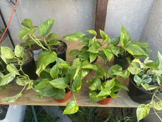 Pothos 
