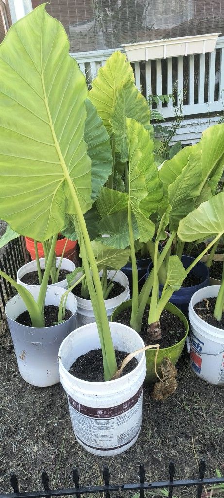 Elephant Plants For Sale