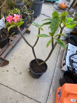 Plumerias