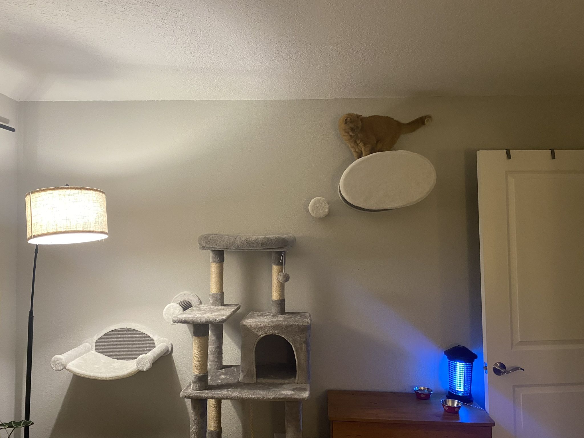 Cat Wall Climbing 