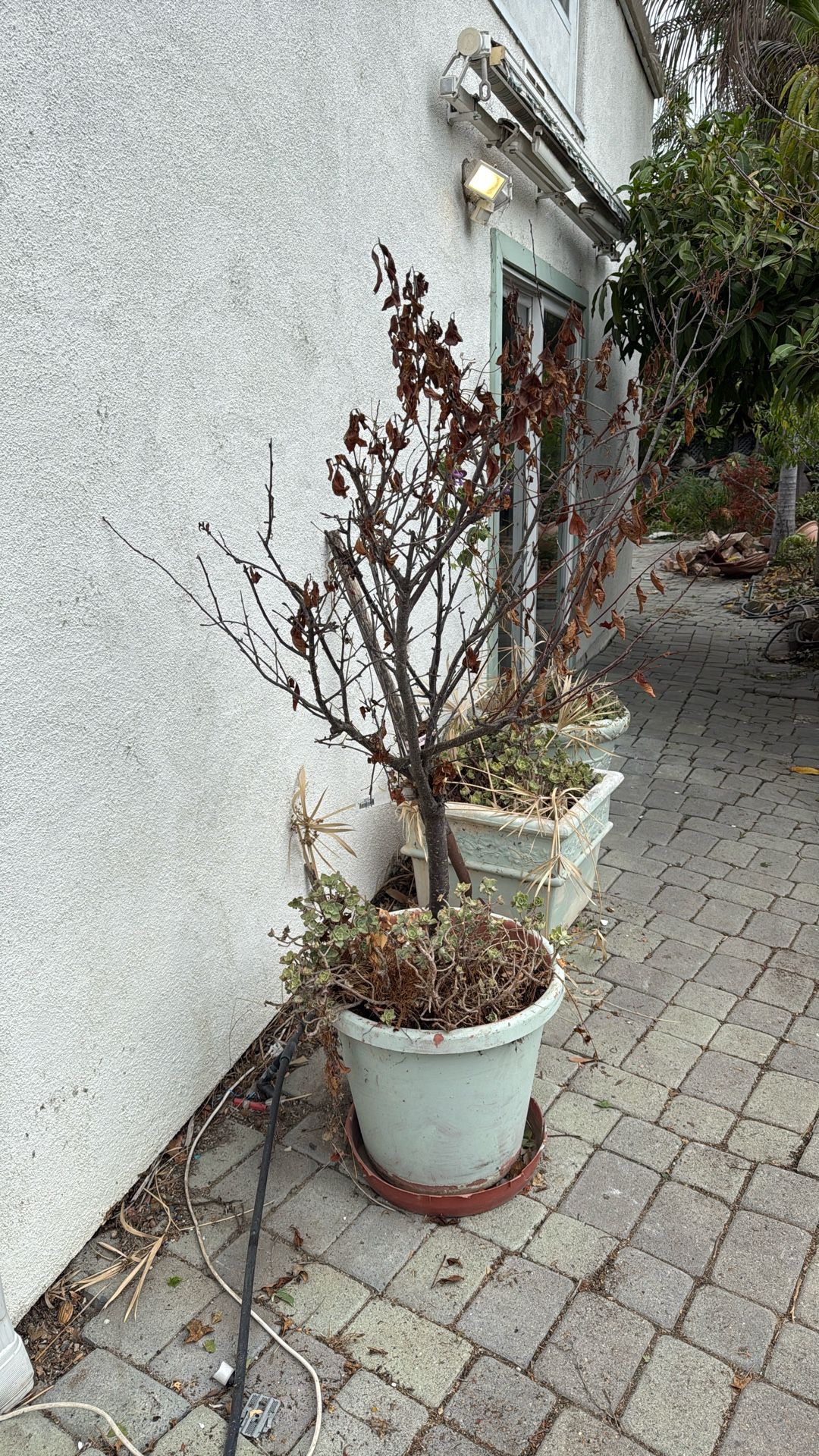 FREE Plants & Fruit Trees
